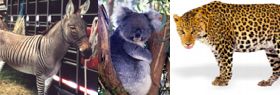 animals-small animals-small.jpg
